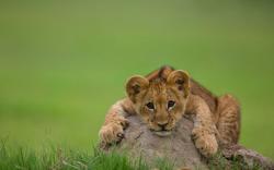Lion cub cute