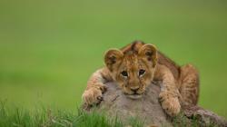 Lion cub Photos