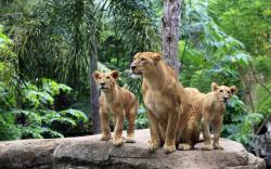 Lion family forest