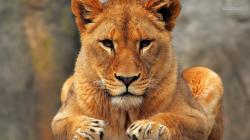 Lioness 06
