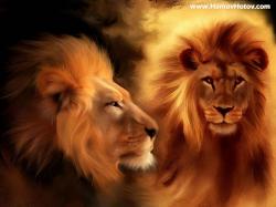 Lions Wallpaper