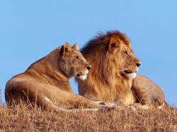 Male and Female Lions HD Wallpaper