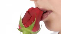 Description: The Wallpaper above is Lips kiss Rose Wallpaper in Resolution 1920x1080. Choose your Resolution and Download Lips kiss Rose Wallpaper