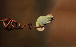 Little Chameleon Twig Photo