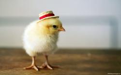 Funny Little Chick