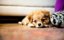 Cute little Puppy