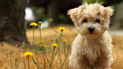 Cute Little Dog 1920x1080 16 9 Back To Wallpaper Back Home