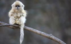 Little fluffy Monkey