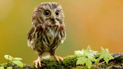 ... Cute little owl for 1920x1080