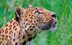 Looking up Leopard Wallpapers Pictures Photos Images. «