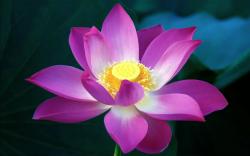 lotus flower high definition wallpapers beautiful desktop background images widescreen