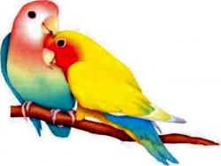 Love Birds Images 24 HD Wallpapers