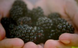 Lovely Blackberries Wallpaper 38891 1680x1050 px