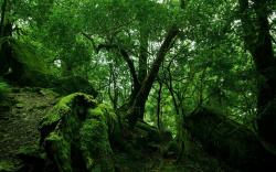 Forest Moss Wallpaper