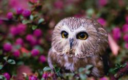 Lovely owl eyes