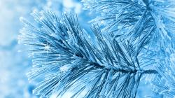 Lovely Snow Pine Wallpaper