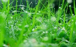 Lush grass