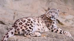 Lying Snow Leopard Kailash