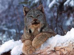Lynx cat wallpaper