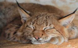 DOWNLOAD: lynx sleep predator face big cat free picture 2560 x 1600