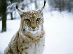 Related For Lynx Macro Wallpaper 38486. Lynx Pictures 38492