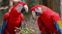 Macaw Parrot HD Wallpapers
