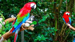 Animal - Red-and-green Macaw Wallpaper