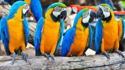 ... Blue-and-yellow Macaws wallpaper 1920x1080 ...