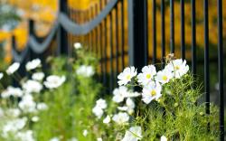 Macro Fence Flowers White Plants