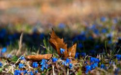 Macro Leaves Flowers Blue