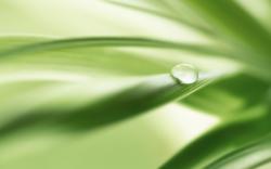 Download Wallpaper green nature leaves water drops macro dew -8845-12