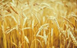 Macro Nature Wheat Spikes Field