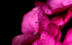 Macro Waterdrops on Pink Flower (click to view)