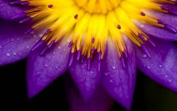 Macro purple yellow flower