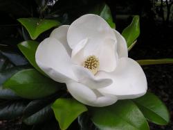 beautiful white magnolia flower Magnolia Flower Wallpapers