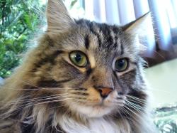 A Maine Coon similar to Little Nicky