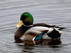 Download Mallard Duck HD Wallpapers absolutely free for your pc desktop, laptop and mobile devices.