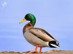 Mallard (Duck)