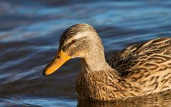 Mallard Duck Pictures · Mallard Duck Pictures ...
