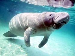 Florida Fishing News: Look Out for Manatees - Live Trading News | Live Trading News