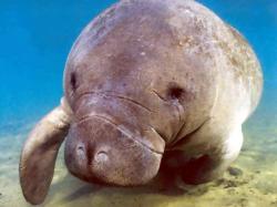 Sometimes, peoples even mistook them for mermaids (because of their tail). The manatees can measure 3 to 6 meters! They can live up to 60 years.