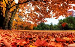 Autumn Maple Leaves Wallpapers Pictures Photos Images. «