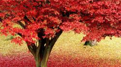 Maple Tree Autumn Hd Images 3 HD Wallpapers
