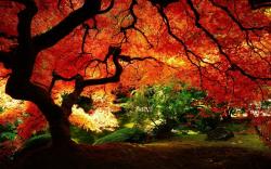 Maple Tree Autumn