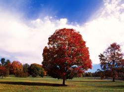 Fall Maple Tree