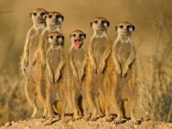 Meerkat group Wallpaper