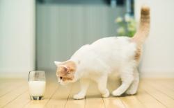 Cat Approaching Milk Wallpaper