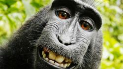 We Asked A Bunch Of Lawyers: Who Owns The Copyright To This Amazing Monkey Selfie? | Fast Company | Business + Innovation