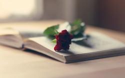 Mood Book Flower Red Rose