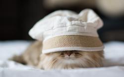 Cat Bed Mood
